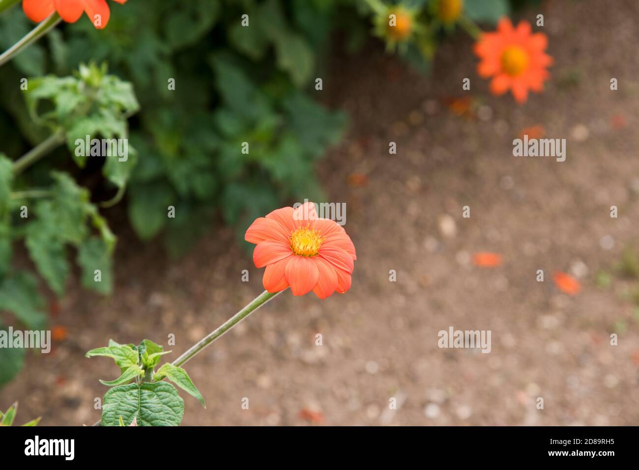 Tithonia 'Torch' Stock Photo