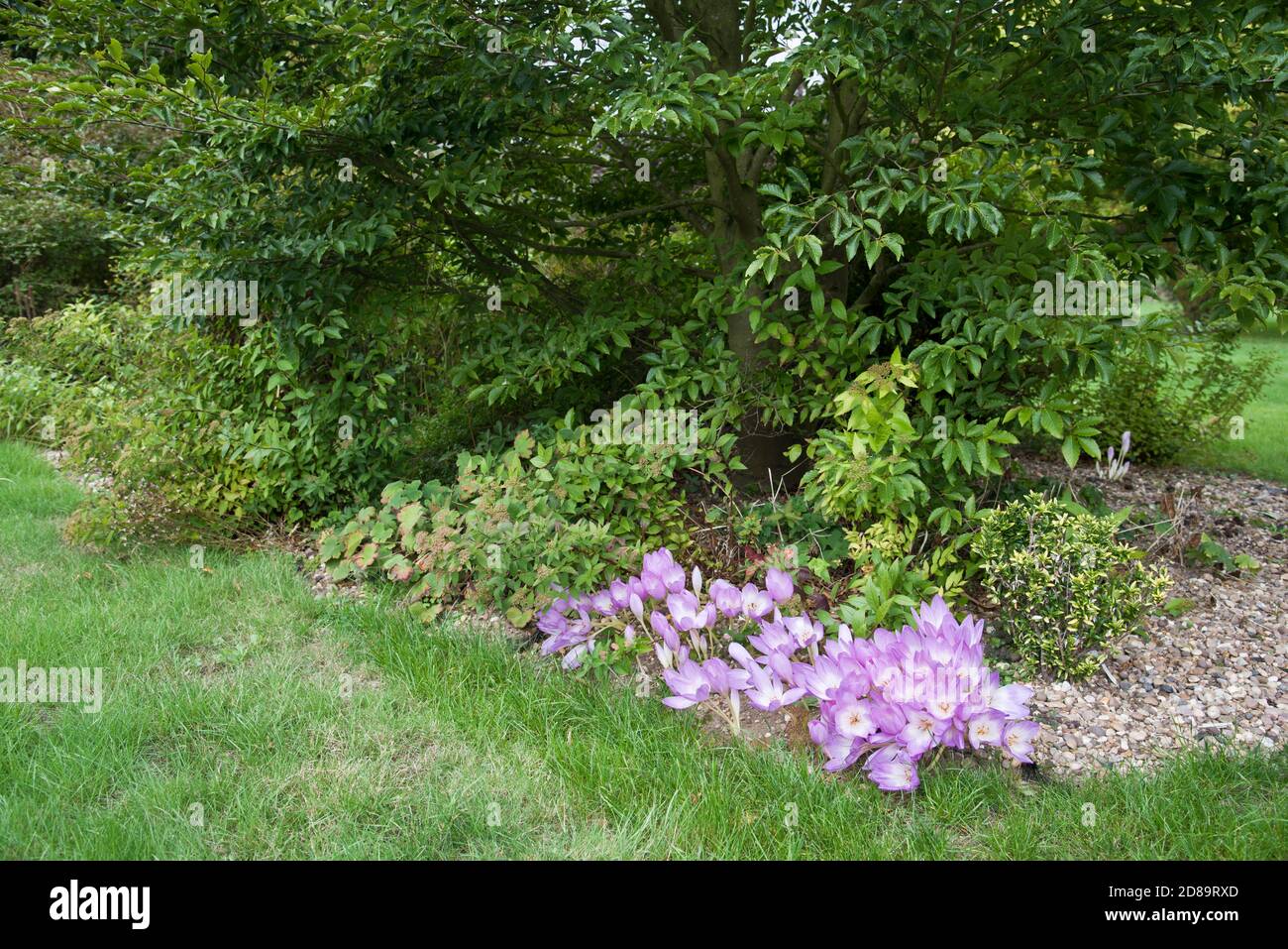 Autumn crocus (Colchicum autumnale) Stock Photo