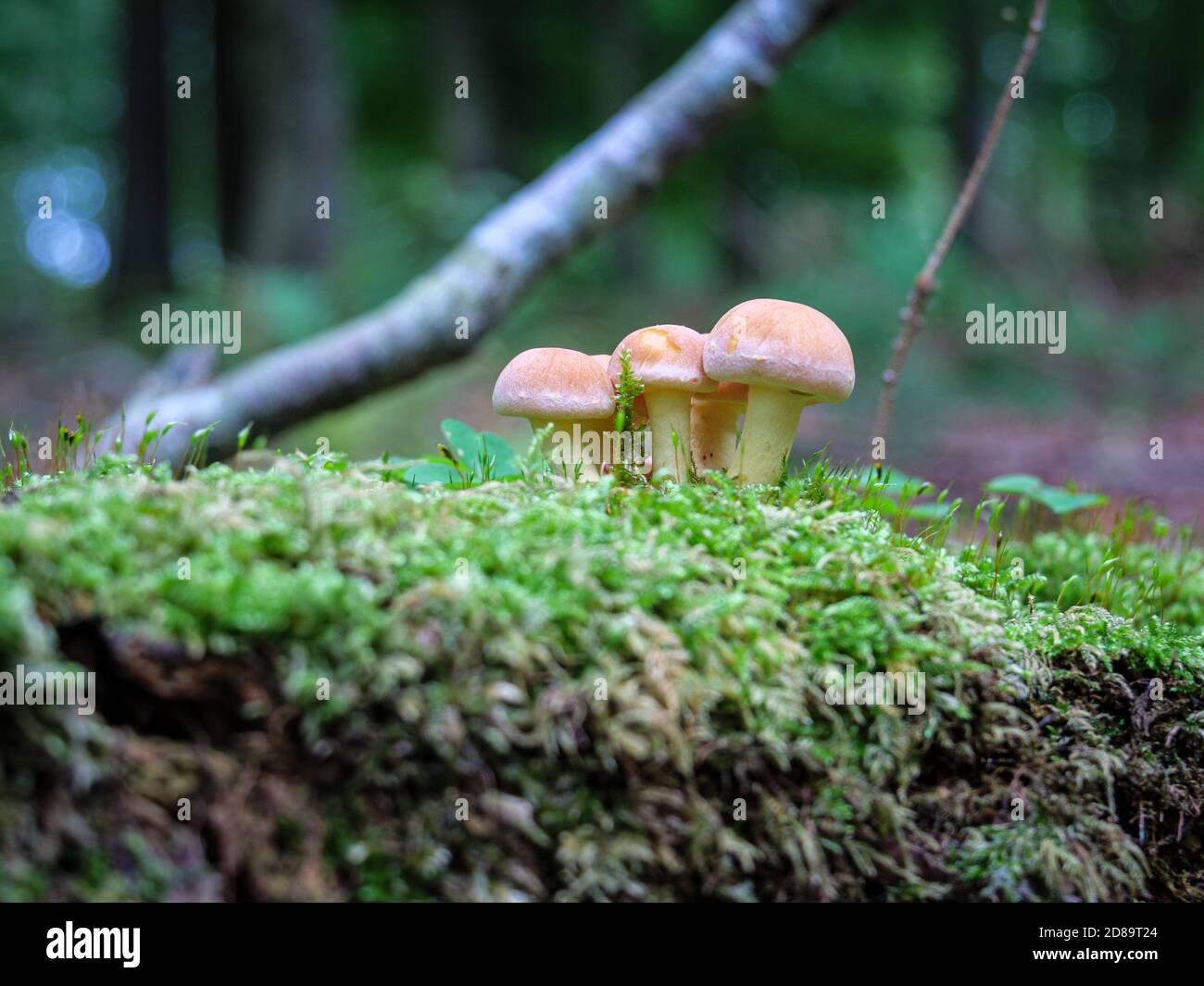 Closeup of wild mushrooms growing in a forest captured during the ...