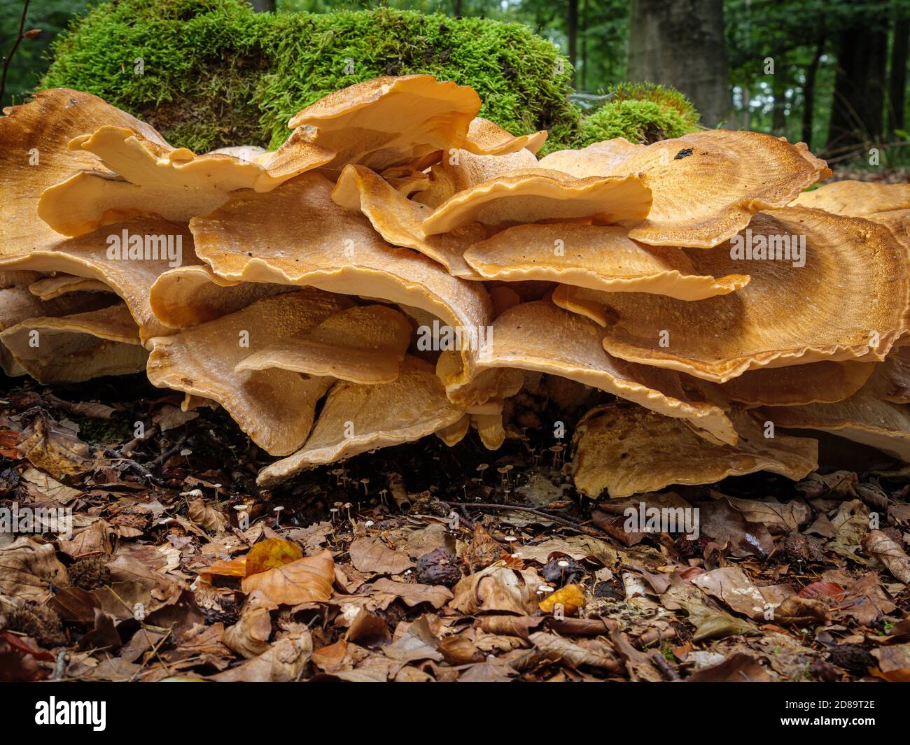 Closeup of wild mushrooms growing in a forest captured during the ...