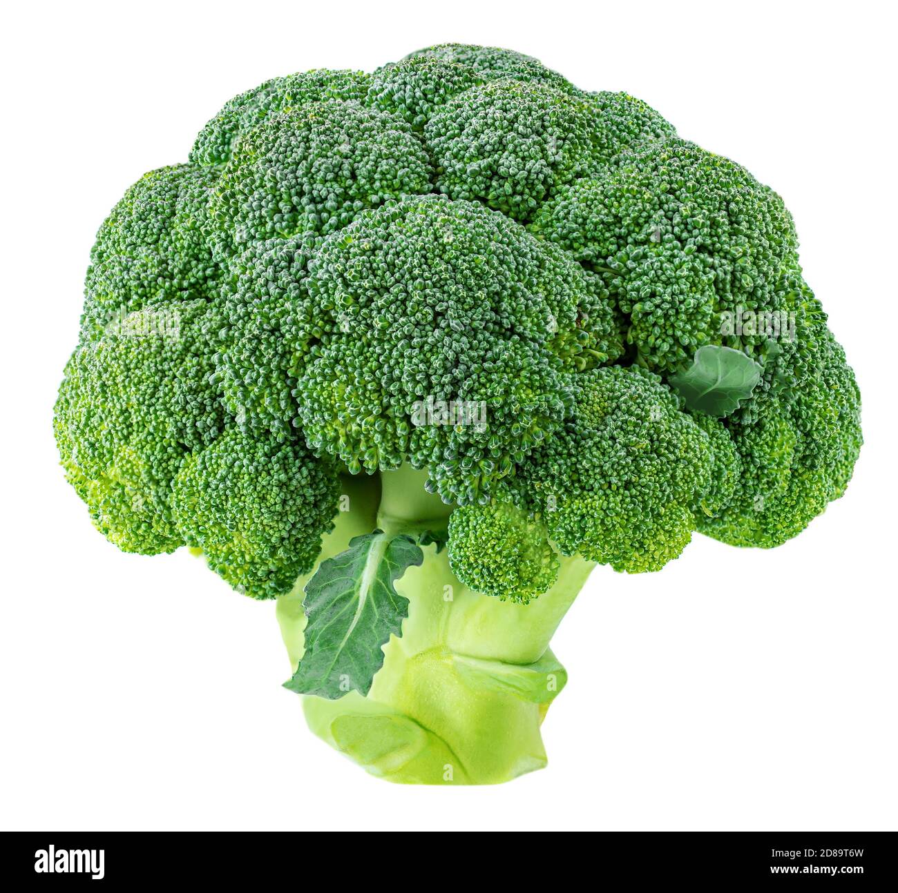 Raw broccoli isolated on white background, closeup Stock Photo Alamy