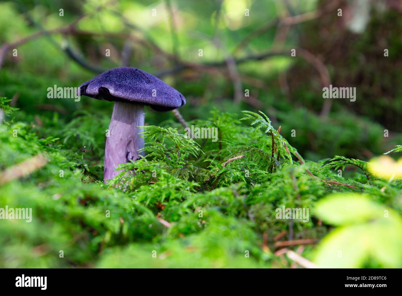 Side view of violet webcap. Low angle view with copy space for text. Also called Cortinarius violaceus, violet cort or Dunkelvioletter Schleierling Stock Photo