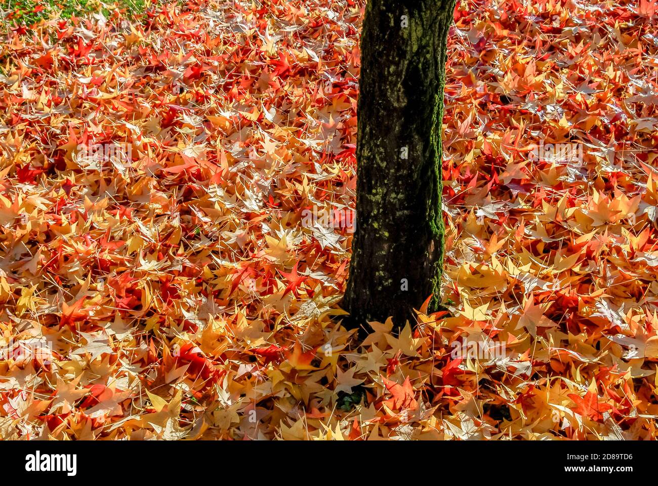 colorful autumn leaves on the ground at the base of tree trunk Stock ...