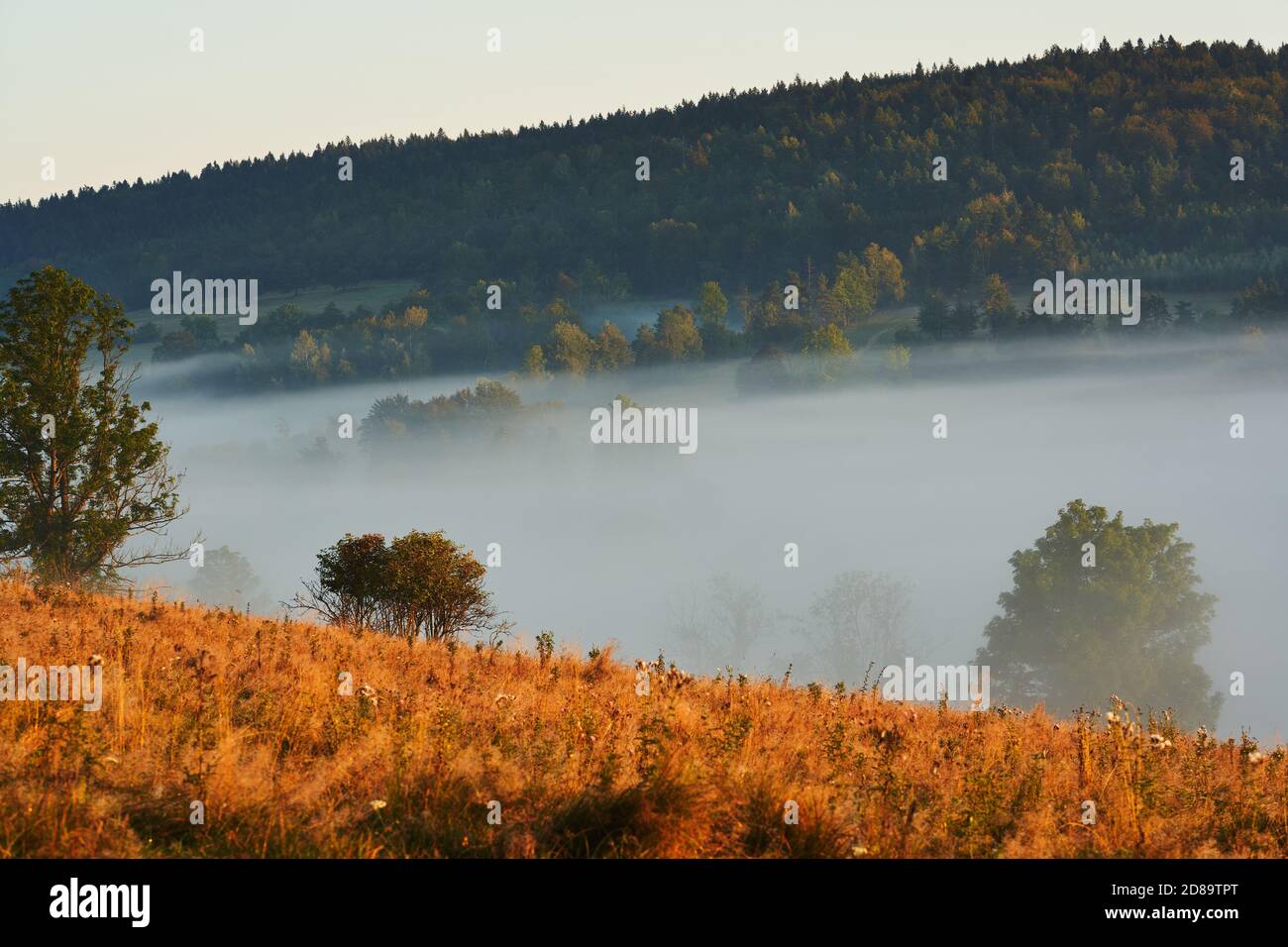 Beautiful fog in the morning. Trees covered in clouds. Hills in the Beskids, Poland. Stock Photo