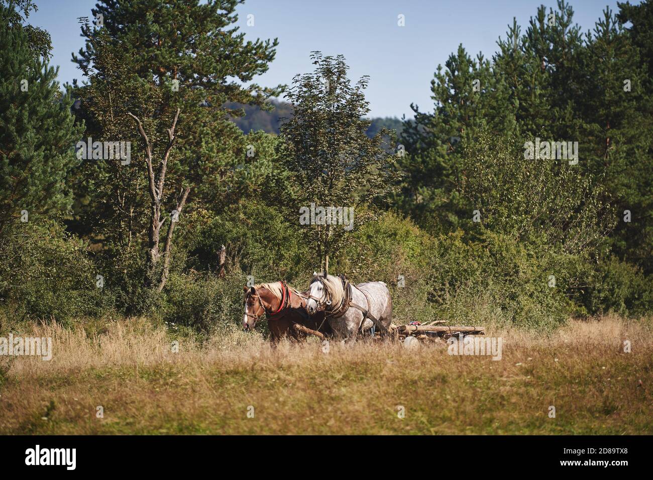 Two horses are pulling a cart along a dirt road among the trees. Rural life in the Beskid Hills in Poland. Stock Photo