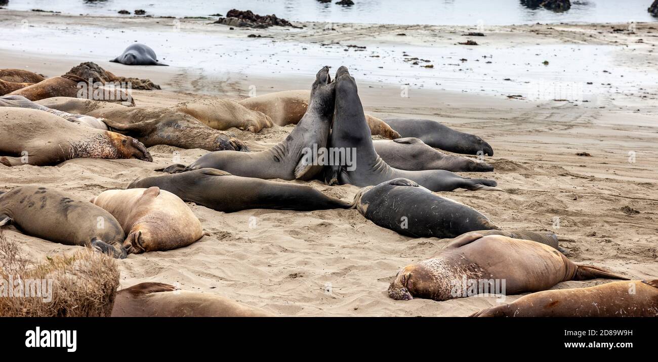 Elephant seals on the beach at Piedras Blancas, near San Simeon, California, USA. They were hunted nearly to extinction for their oil-rich blubber. Stock Photo