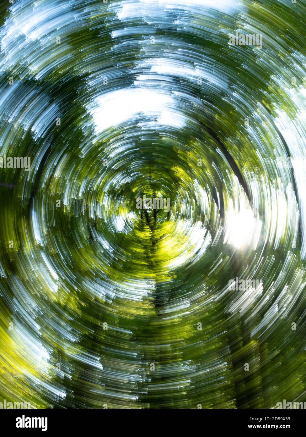 swirling movement of woodland in late summer afternoon Stock Photo