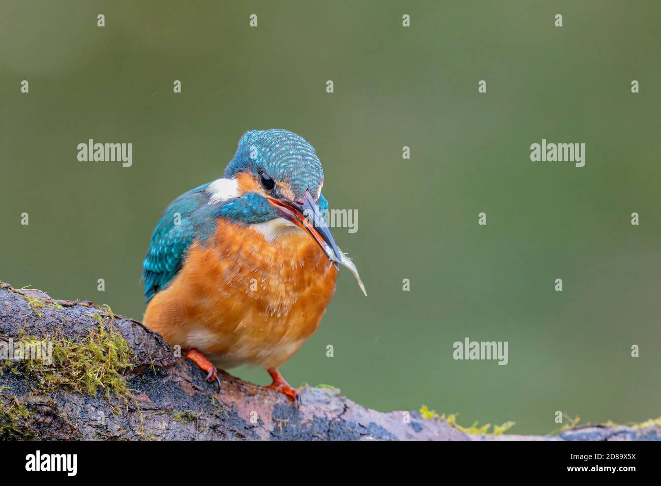 Female kingfisher hires stock photography and images Alamy