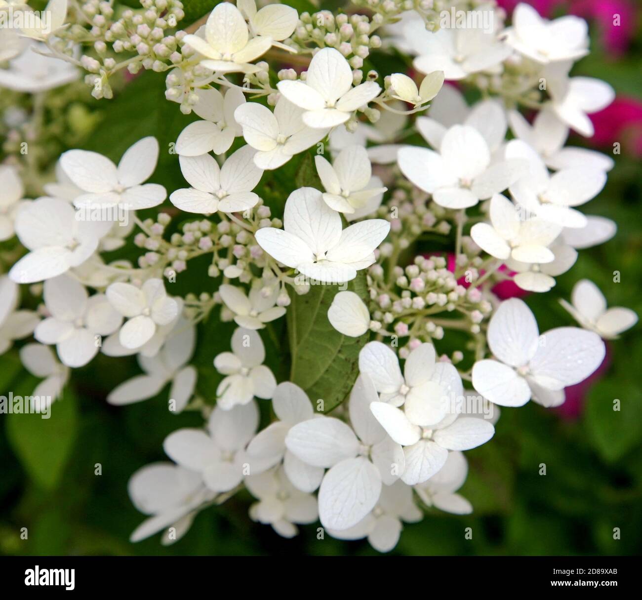 White flowers of hydrangea paniculata as background Stock Photo