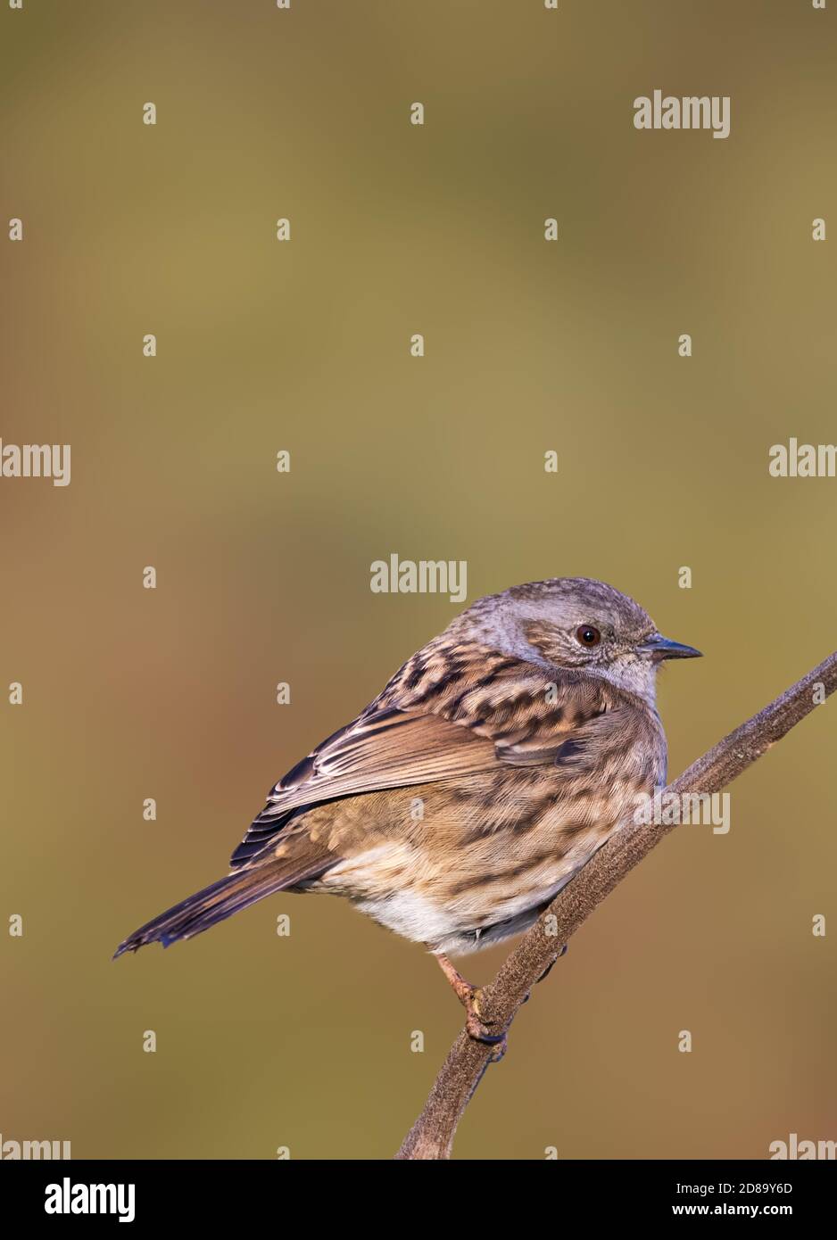 Adult Dunnock bird (Prunella modularis), AKA Hedge Sparrow, perched on a twig in Winter in West Sussex, UK. Portrait vertical with copyspace. Stock Photo