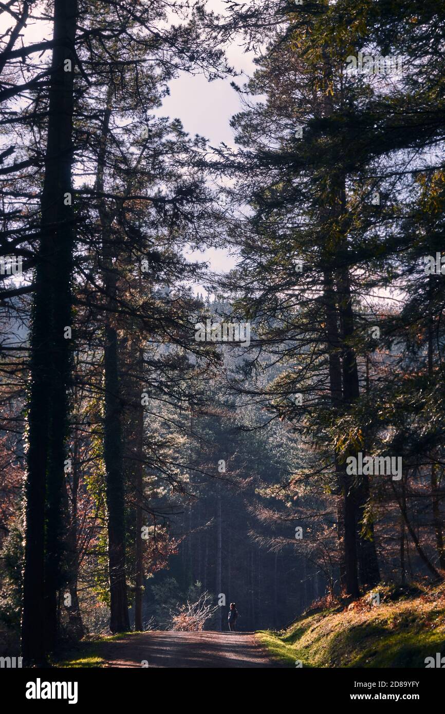 Vertical shot road forest hi-res stock photography and images - Alamy