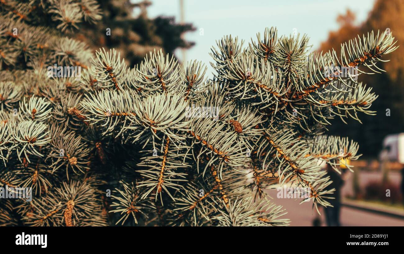 Closeup birch blue spruce on blurry background Stock Photo