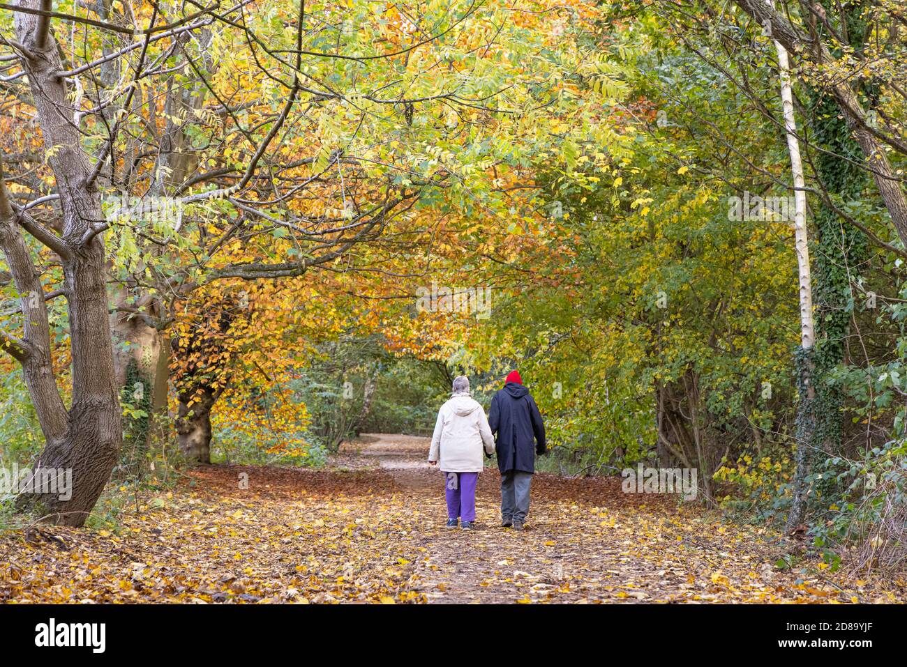 Daventry, Northamptonshire - 28/10/20: An elderly couple, with their backs towards us, walk down a leaf-strewn path beneath trees with autumn foliage. Stock Photo