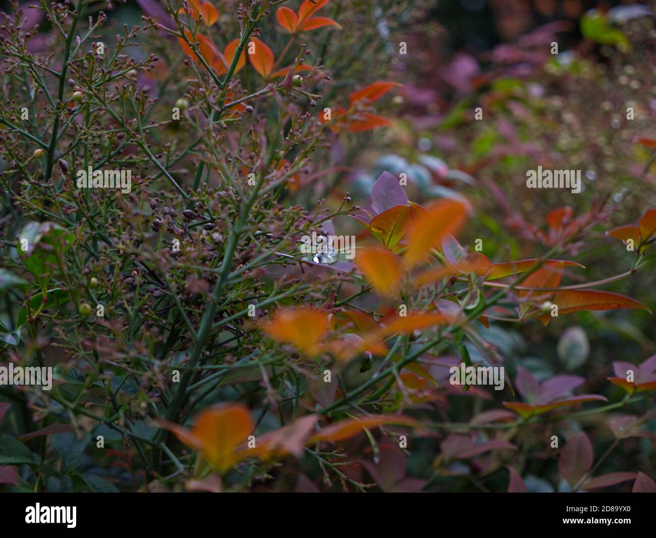 Sacred Bamboo Shrub, Nandina Domestica, Heavenly Bamboo. Kenwood House, Hampstead Heath, London. Stately home Parkland and ancient woodland. Stock Photo