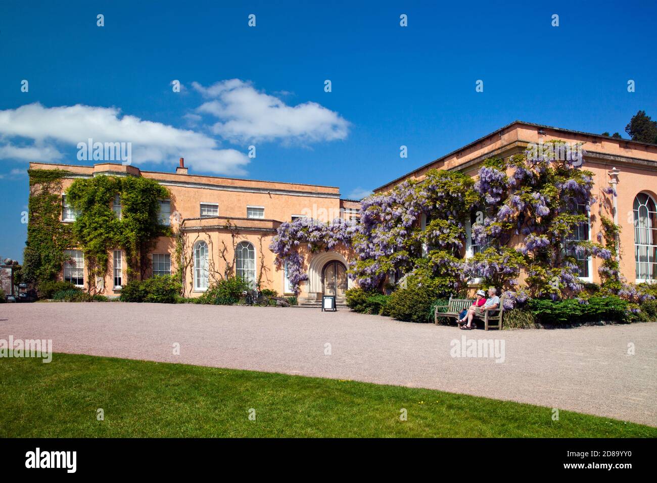 An impressive Wisteria sinensis on the exterior of Killerton House, nr Exeter, Devon, England, UK Stock Photo