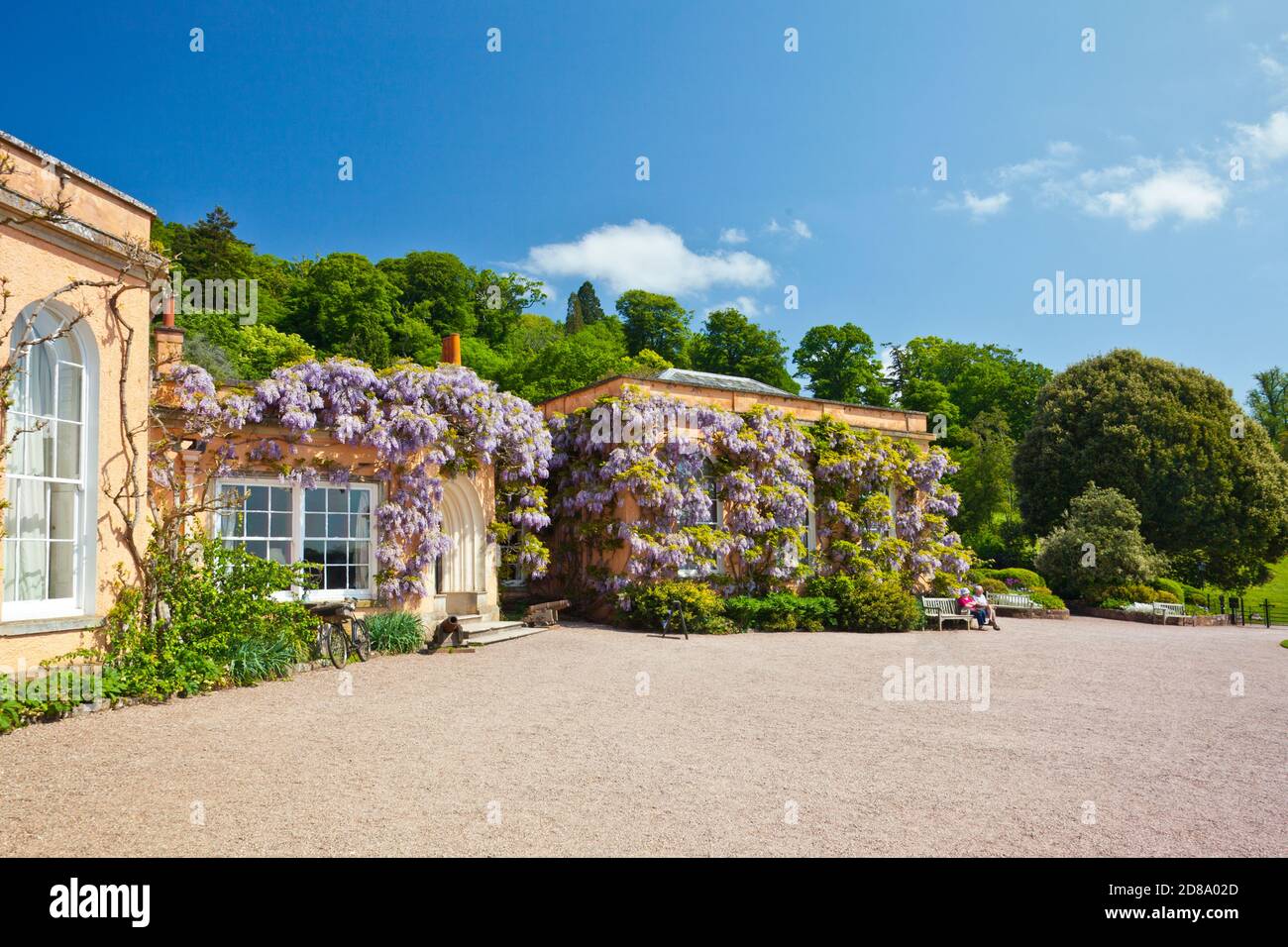 An impressive Wisteria sinensis on the exterior of Killerton House, nr Exeter, Devon, England, UK Stock Photo