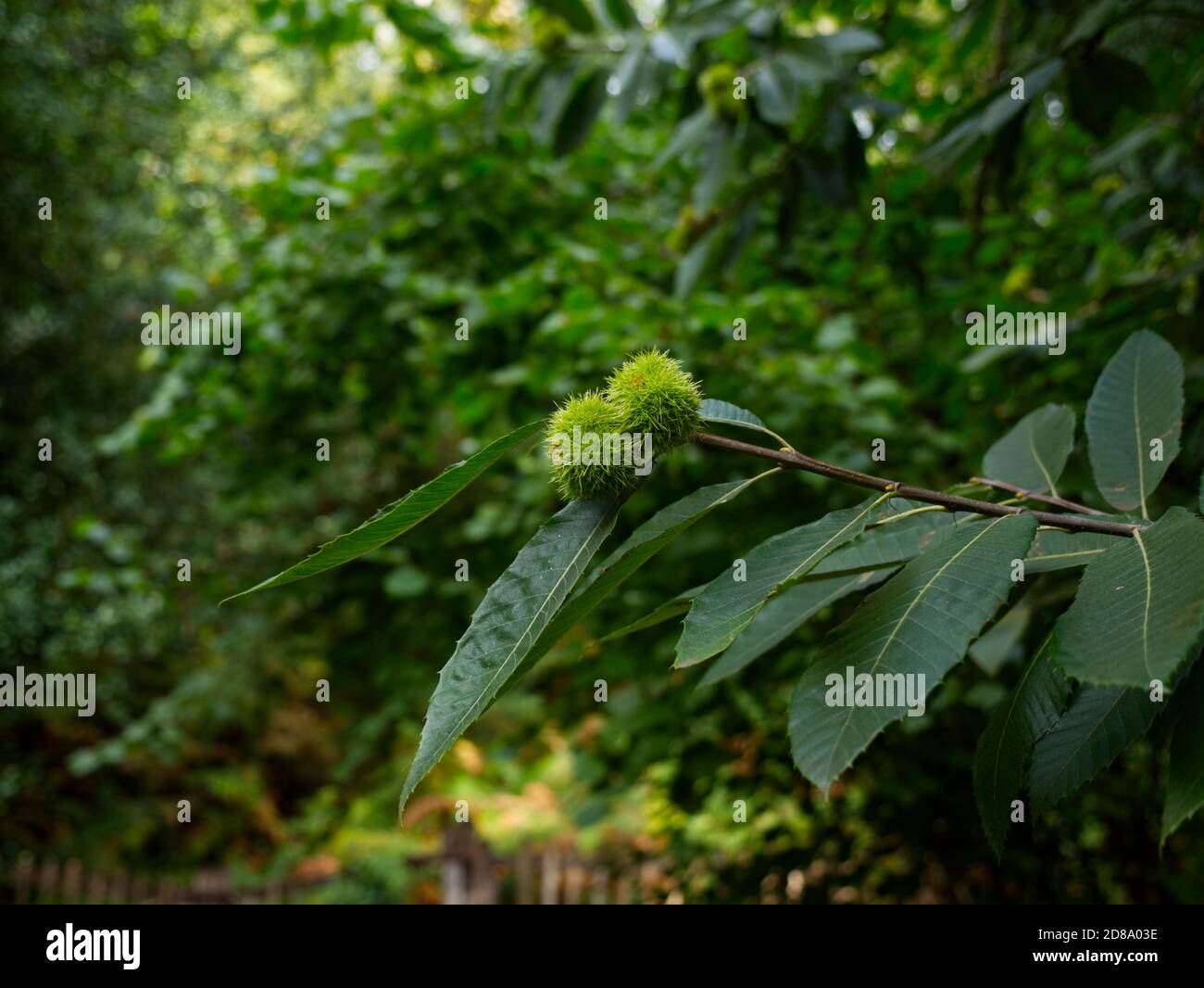 Sweet Chestnut Tree, Conkers, Chestnuts. Castanea Sativa. Kenwood House