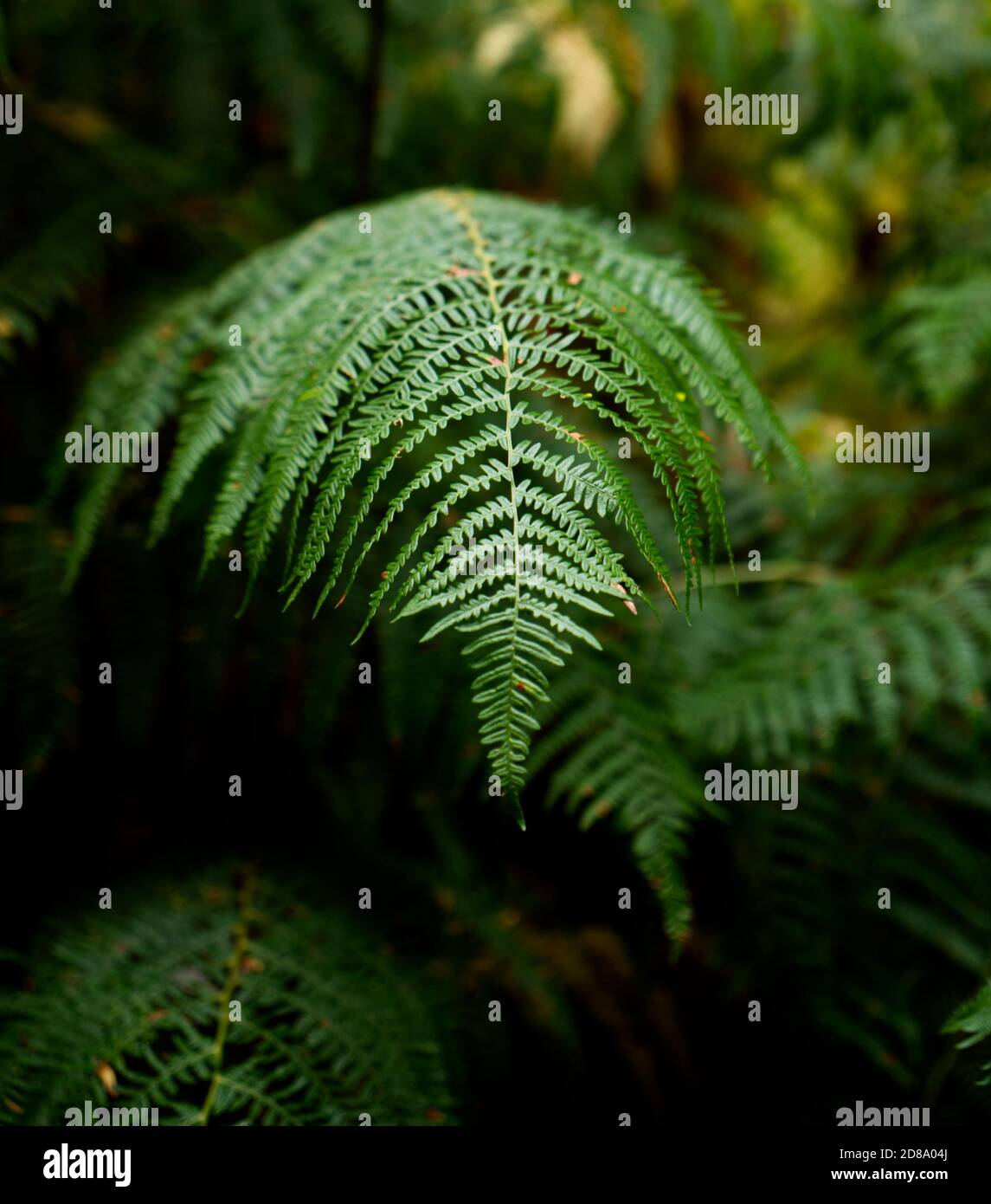 Western Brackenfern. Pteridium Aquillinum. Kenwood House, Hampstead ...