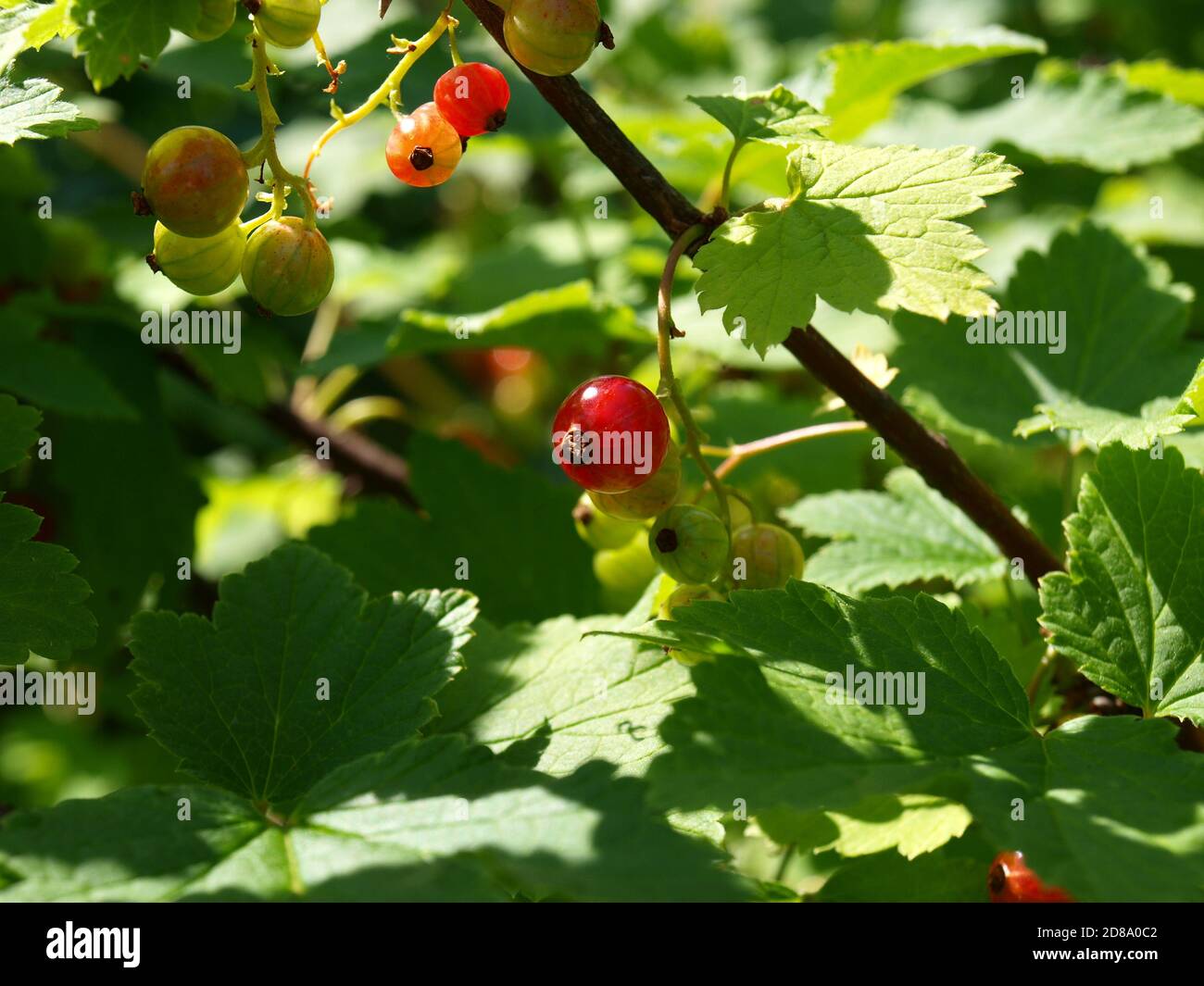 Berry, Red Currant, Eurasian Shrub That Produces Small Edible Red Berries.  Stock Photo, Picture and Royalty Free Image. Image 141771200.