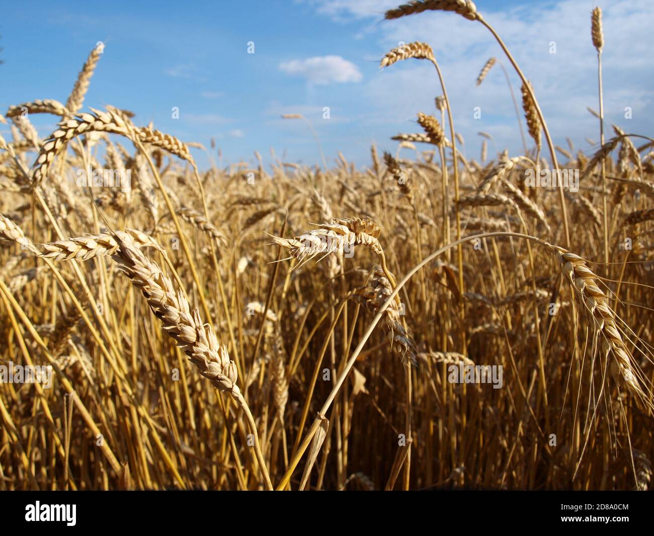 A field of ripe wheat. Golden ears of wheat with a blue sky in the ...