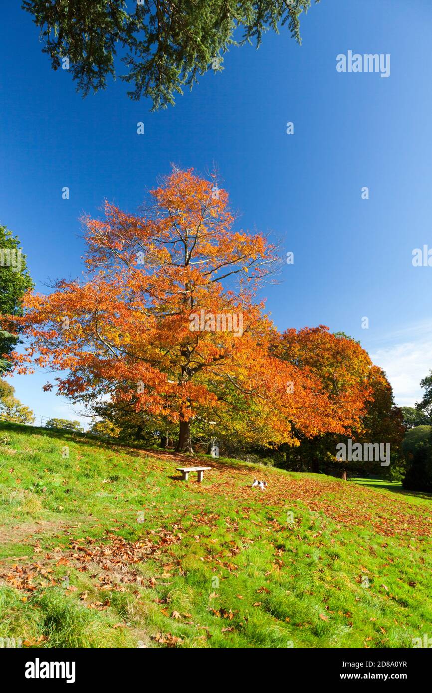 Oak trees (Quercus sp) showing brilliant autumn colour in the grounds of Killerton House, nr Exeter, Devon, England, UK Stock Photo
