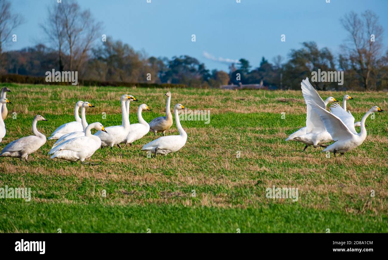 East Lothian, Scotland, United Kingdom, 28th October 2020. UK Weather: a large flock of whooper swans, Cygnus cygnus, migrating South seen in a stubble field Stock Photo