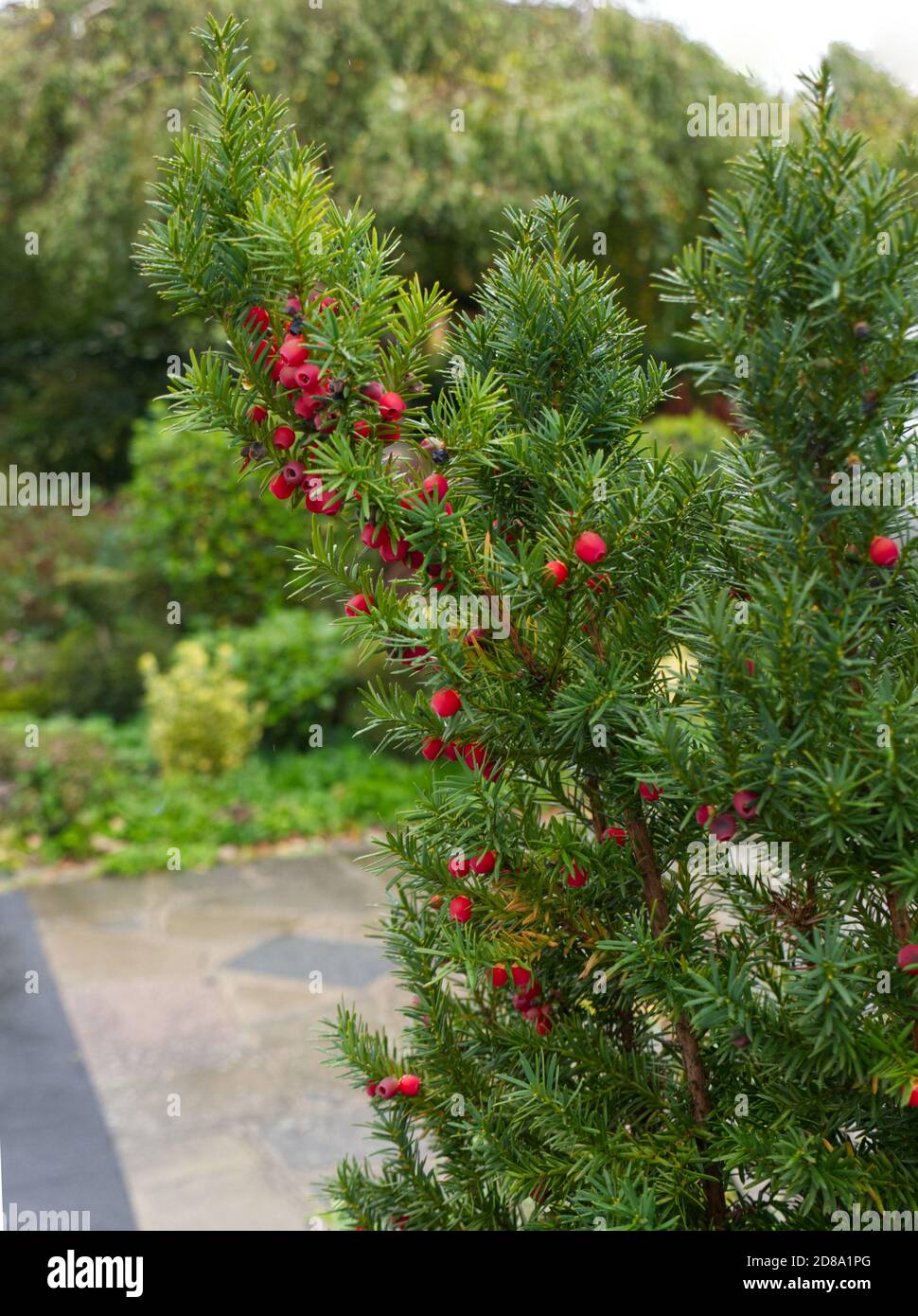 English Yew Tree, Taxus Baccata, Spiky leaves and red berries. Autumn English countryside walk in Woodlands, Parklands. Poisonous.  Yew tree. Stock Photo