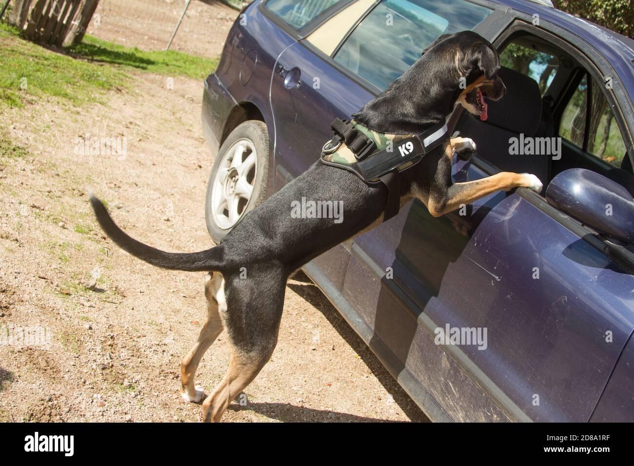K9 police hires stock photography and images Alamy