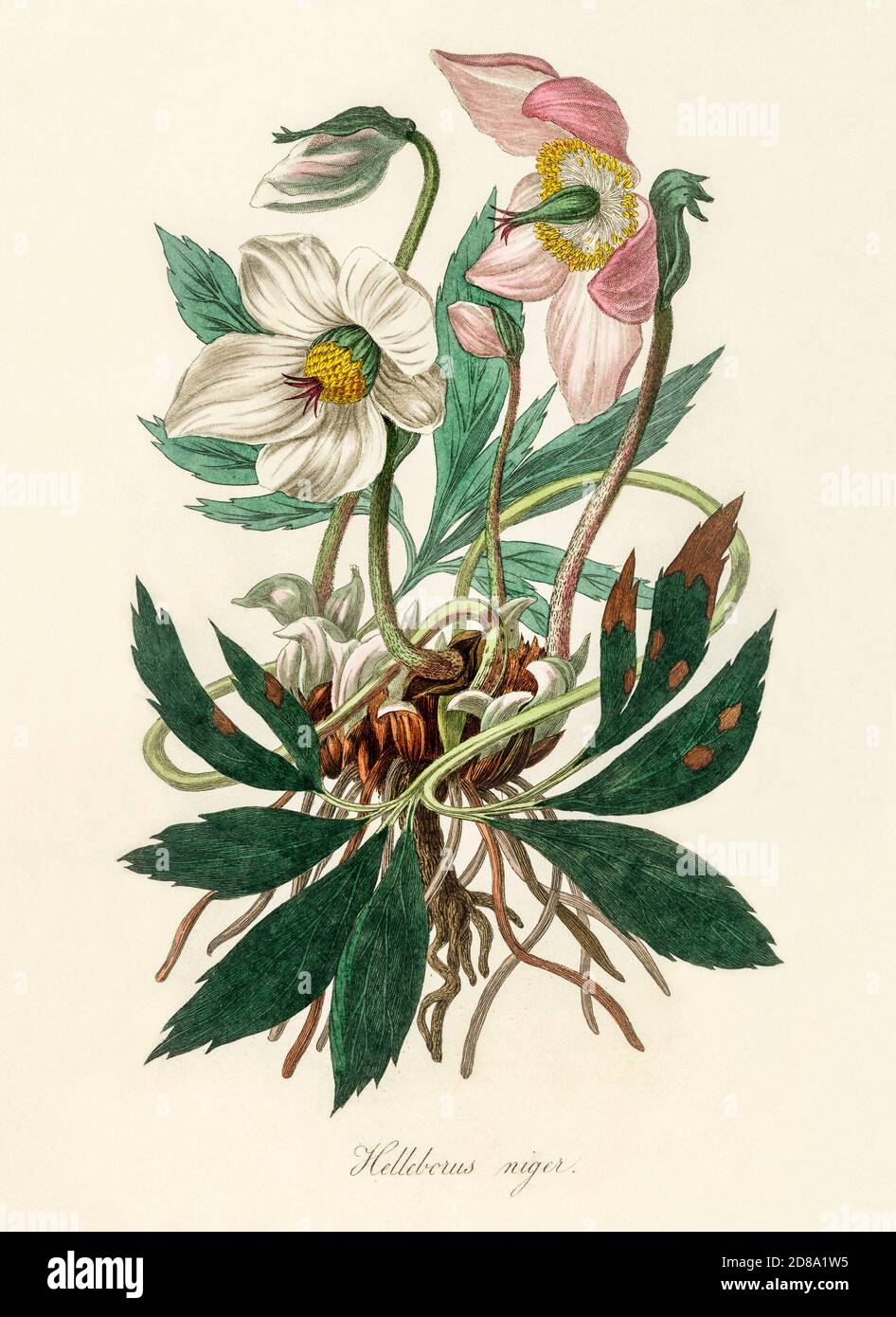 Christmas rose (Helleborus niger) illustration from Medical Botany (1836) by John Stephenson and James Morss Churchill. Stock Photo