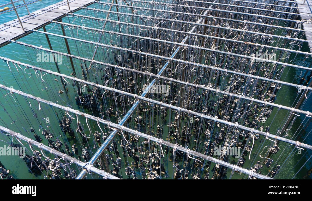 Oyster farming in oyster farm for export Stock Photo Alamy