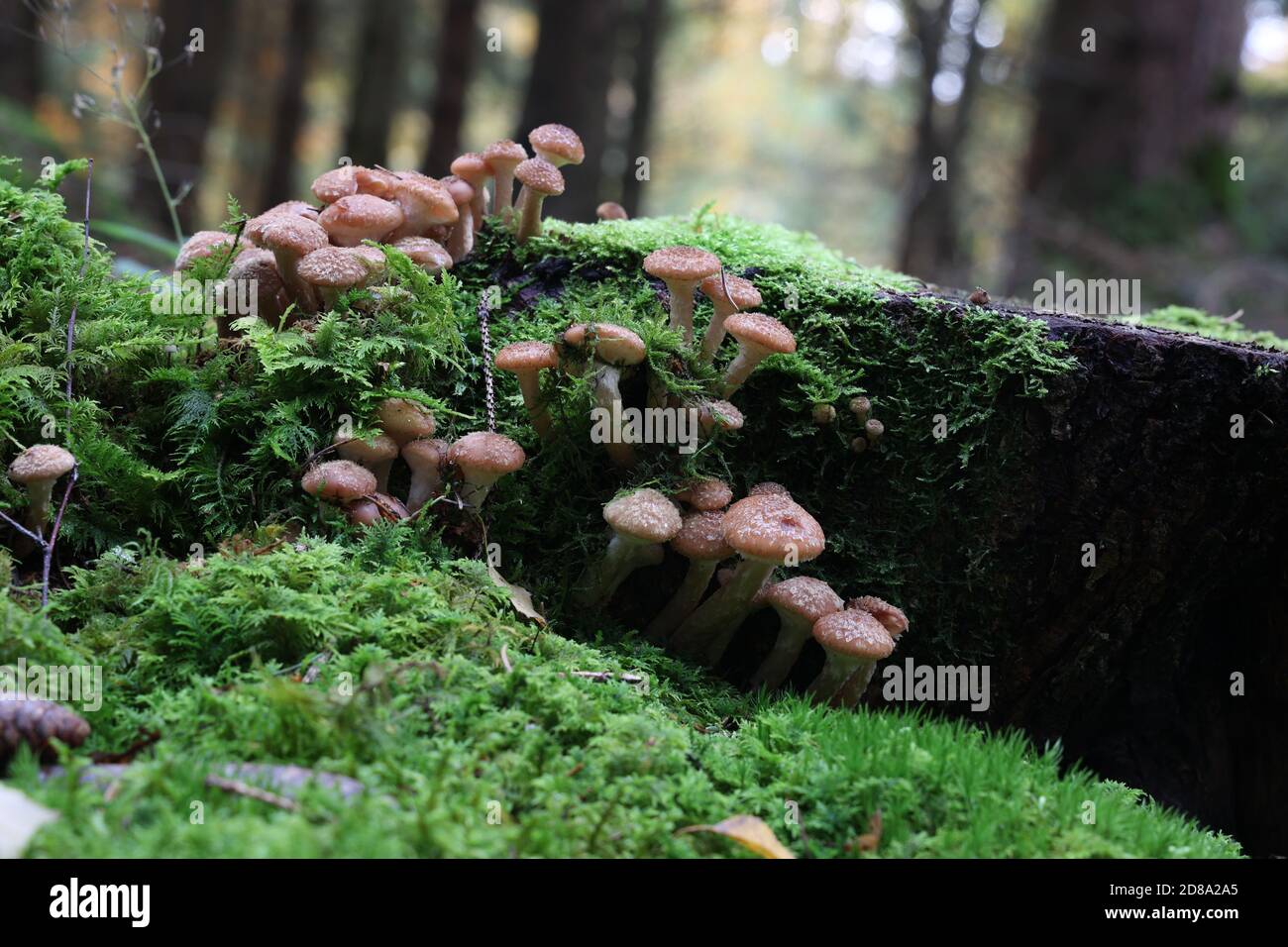 Autumn mushrooms grow in the forest on a stump Stock Photo - Alamy
