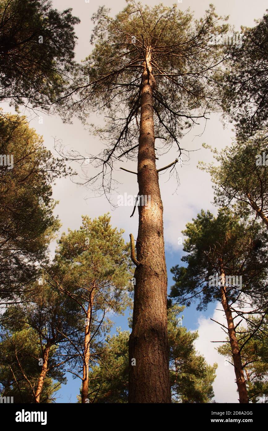 Tall trunks trees hires stock photography and images Alamy