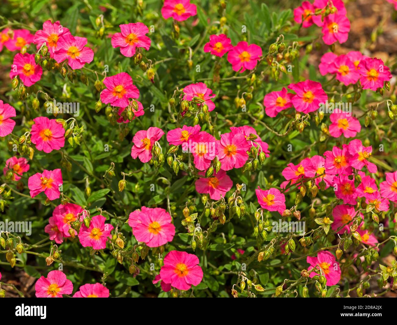 Closeup of pretty pink flowers of rock rose, Helianthemum variety Ben Hope Stock Photo