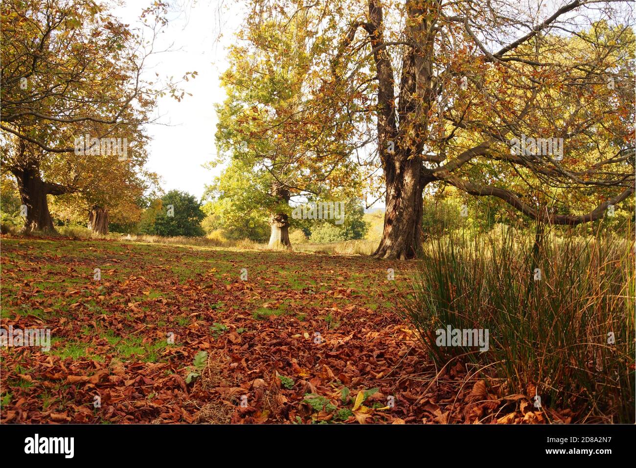 Looking through a group of mature oak trees in the autumn with fallen leaves covering the grass in the forground Stock Photo