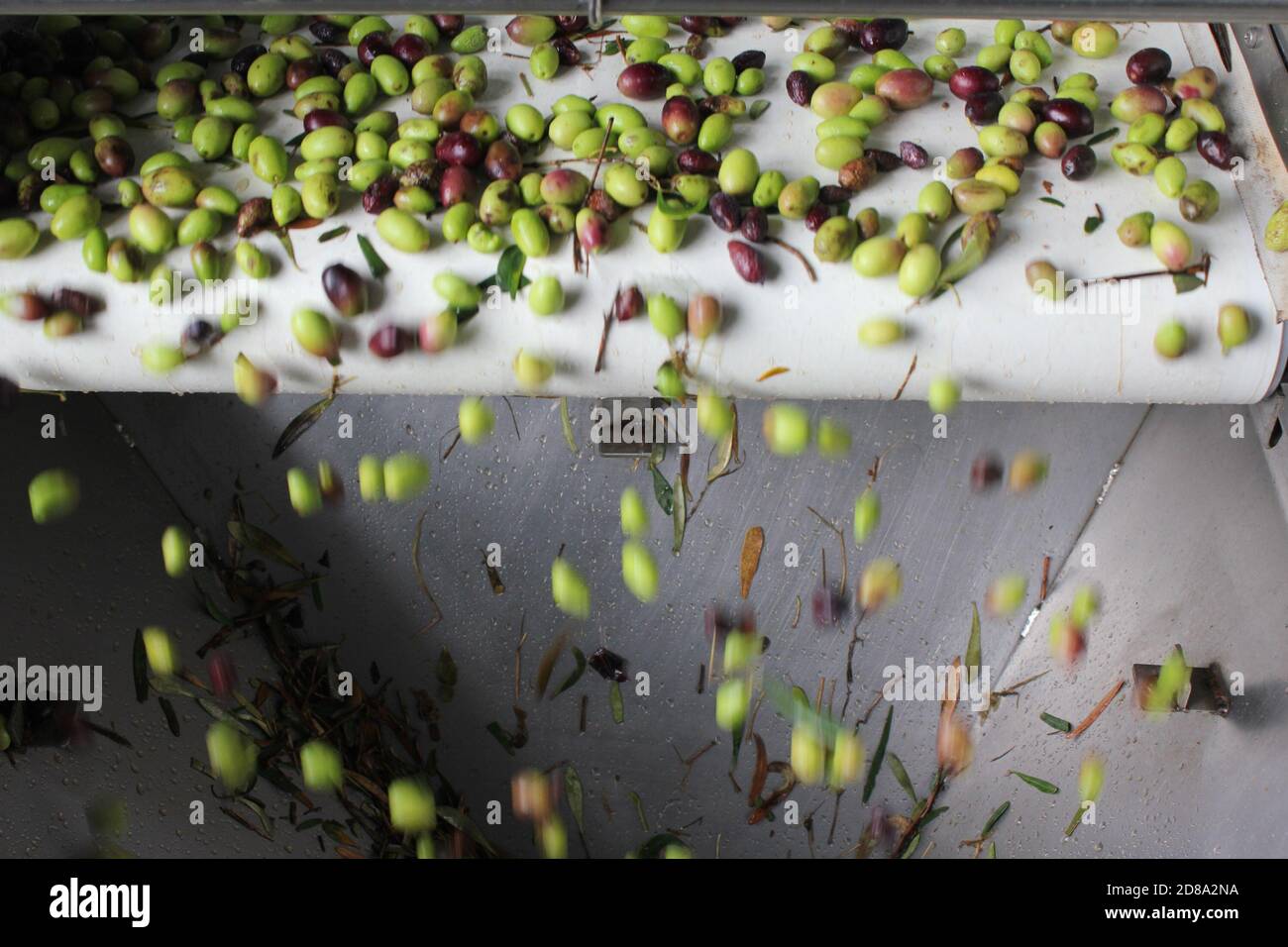 Olives on conveyor belt at olive oil mill during extra virgin olive oil