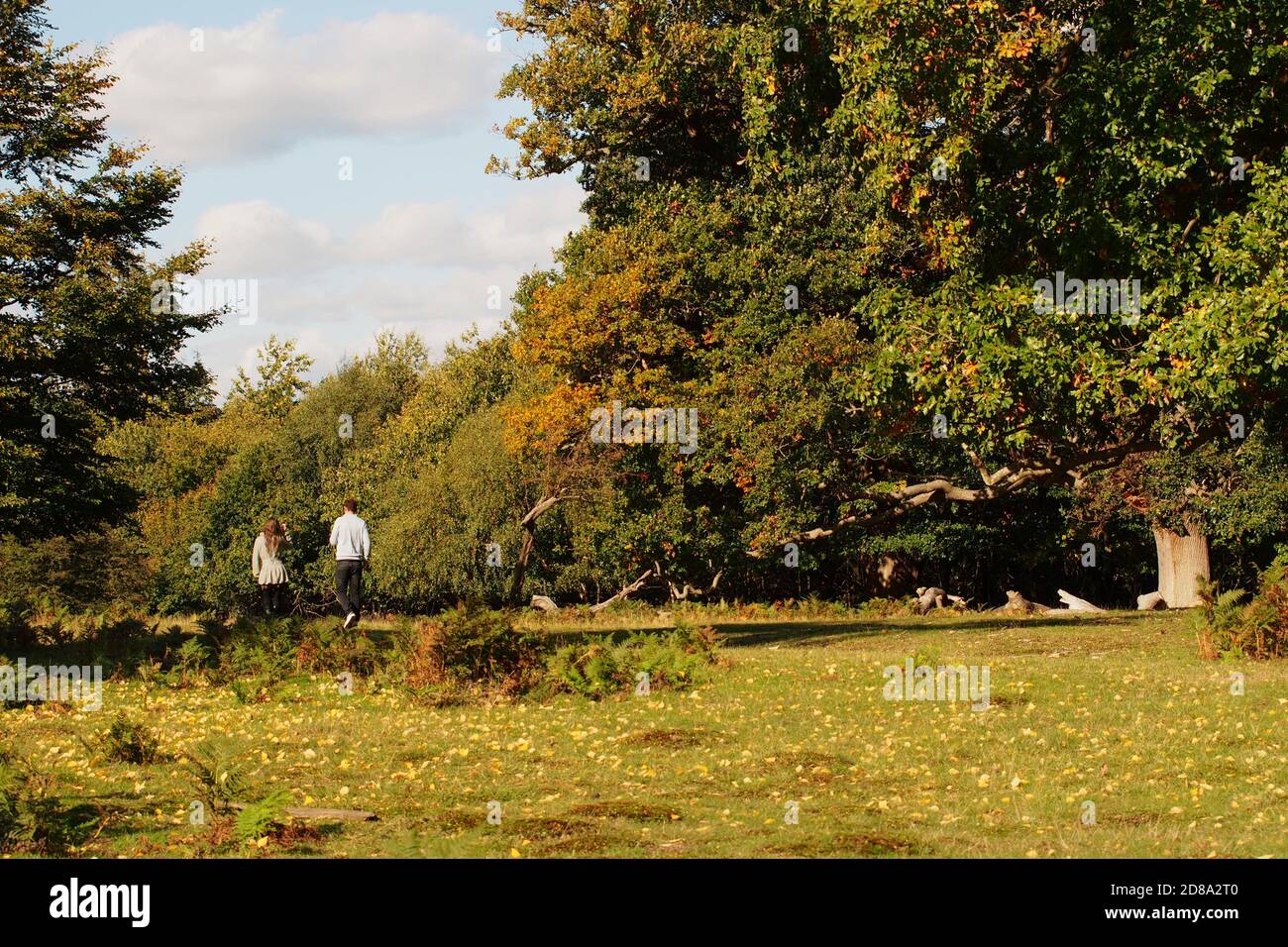 A young couple enjoying a countryside walk, passing past mature oak trees on a sunny autumn day Stock Photo