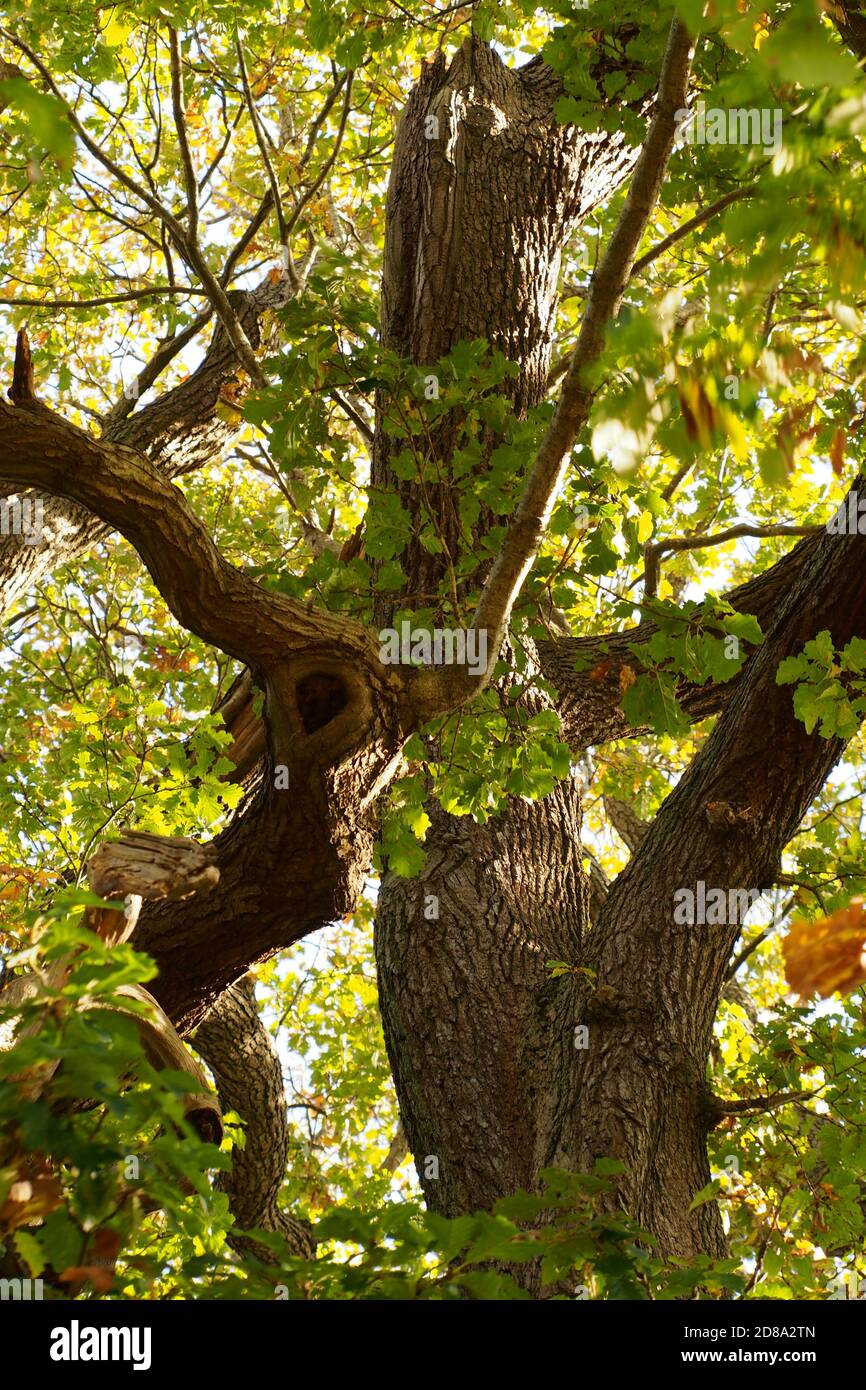 A view looking up into a huge mature oak tree on a sunny autumn day showing the size of the braches Stock Photo