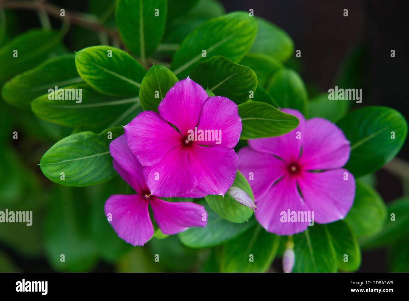 Pink tropical flower hi-res stock photography and images - Alamy