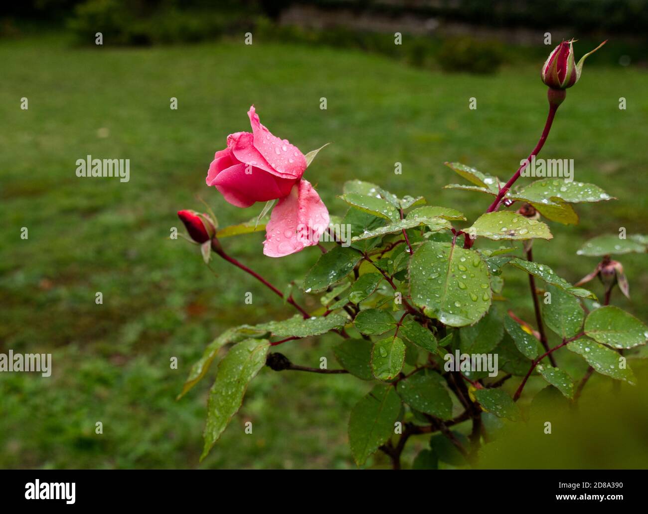 Pink Heath High Resolution Stock Photography and Images - Alamy