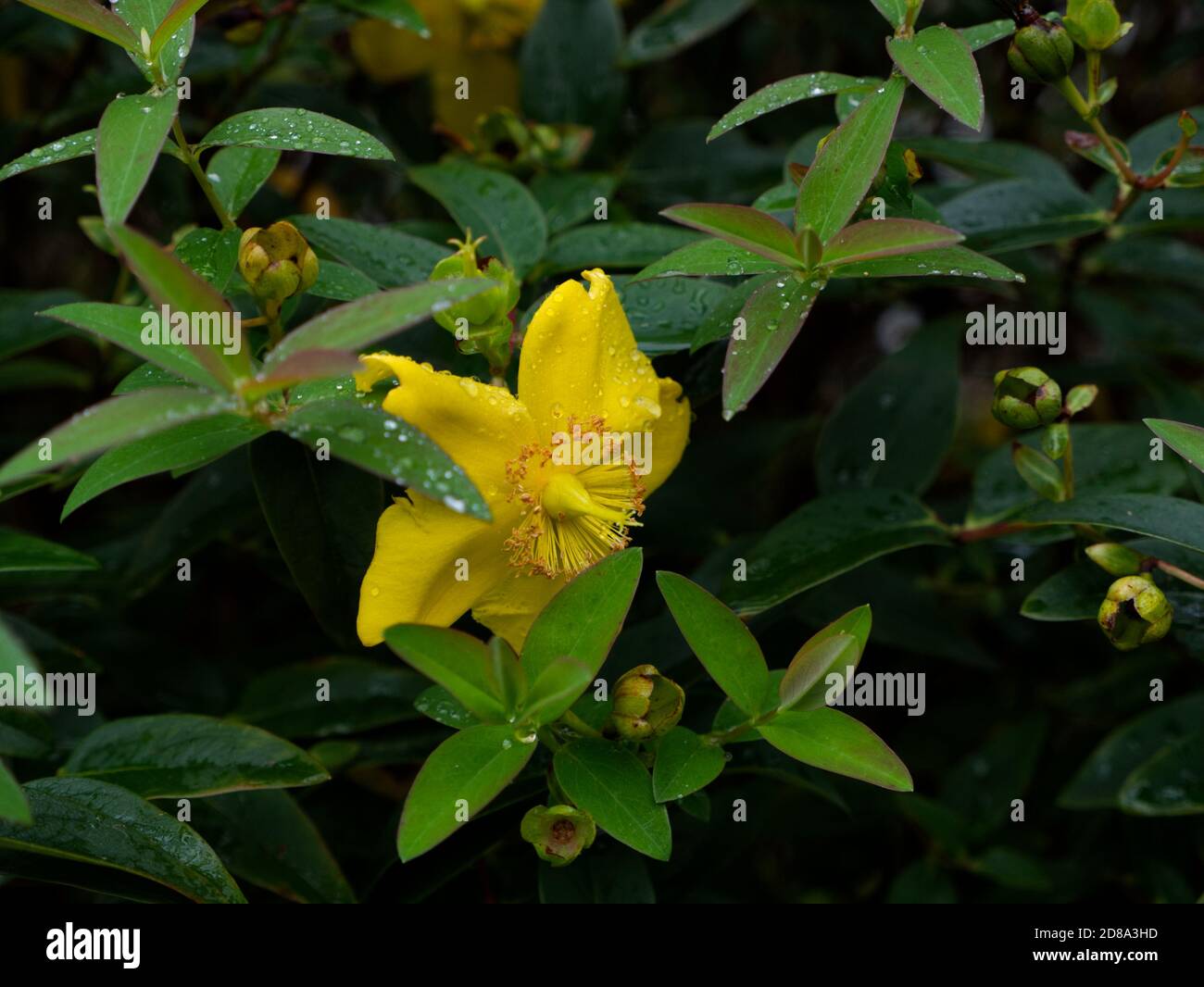 Rose of Sharon. St Johns Wort. Pretty Yellow Flowerhead seen on