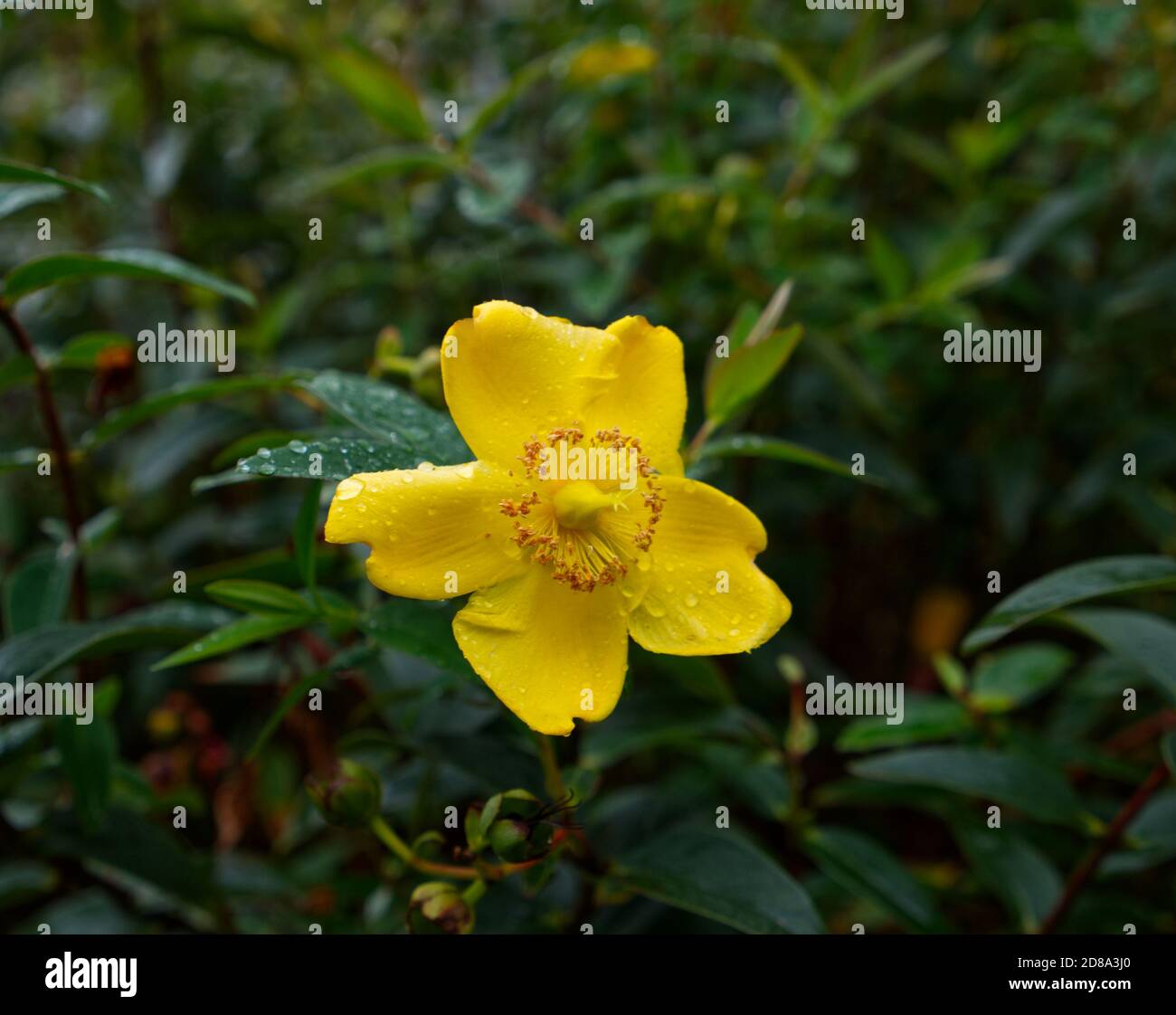 Rose of Sharon. St Johns Wort. Pretty Yellow Flowerhead seen on