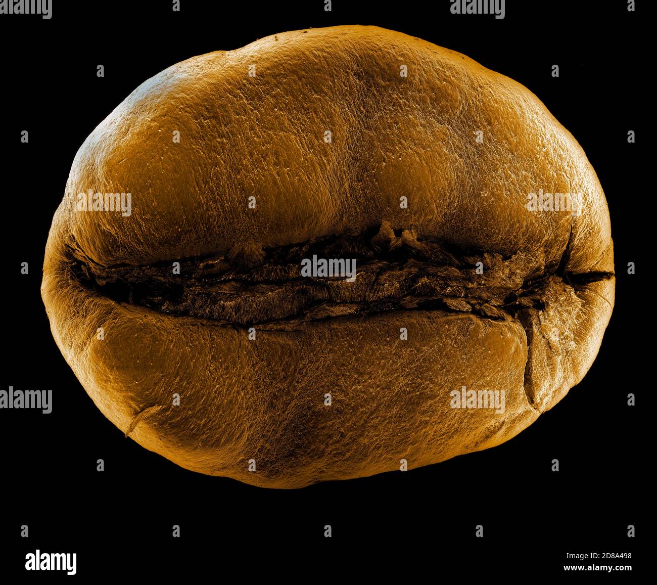 Medium roasted coffee bean imaged by scanning electrom microscope Stock ...