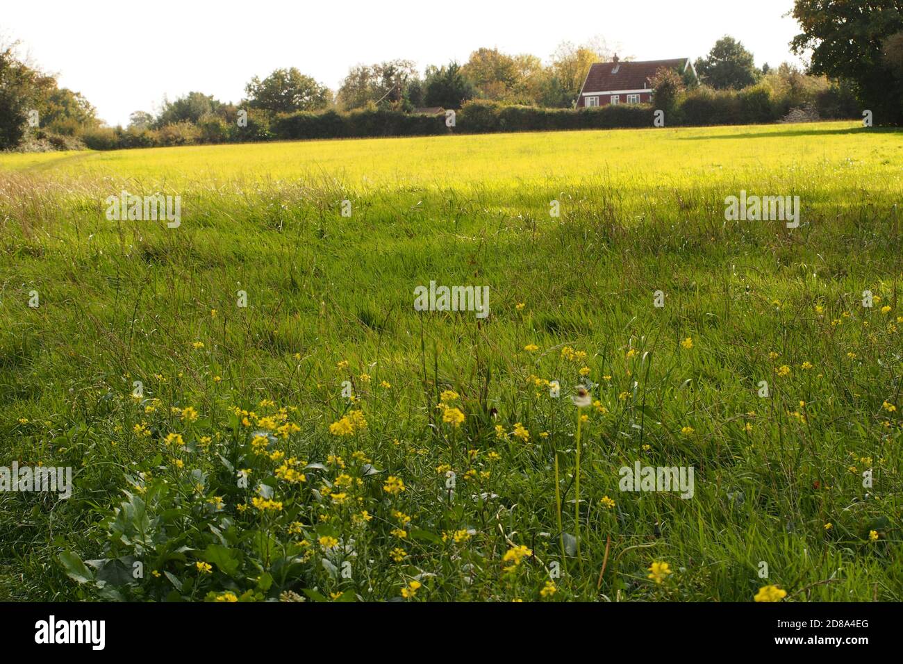 Looking up over a farmers meadow field to a house with a wild yellow meadow flower in the foreground in autumn sunshine Stock Photo