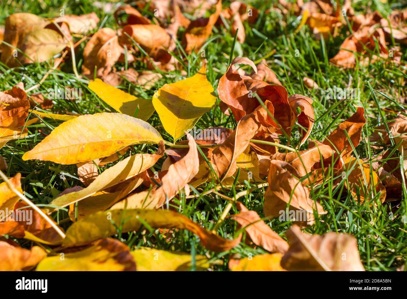 Autumn and fall yellow leaves on the field and grass. Autumn leaves in ...