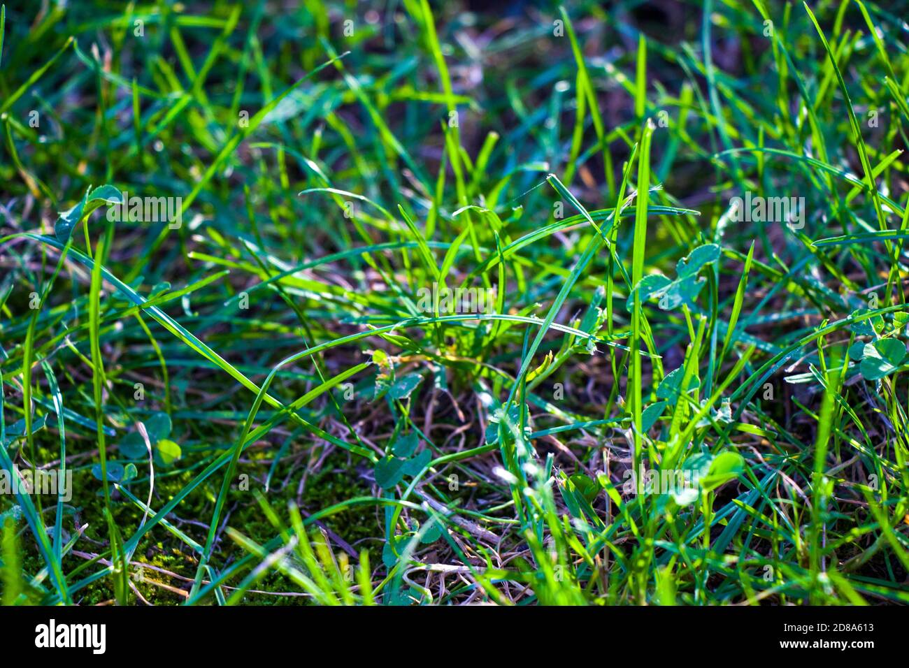 Green grass close-up background in the park Stock Photo - Alamy