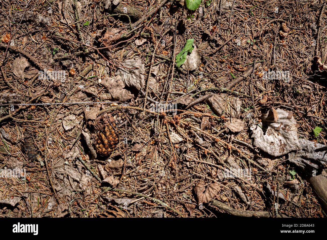 Natural pine forest ground with some leaves, twigs and cones. Forest ...