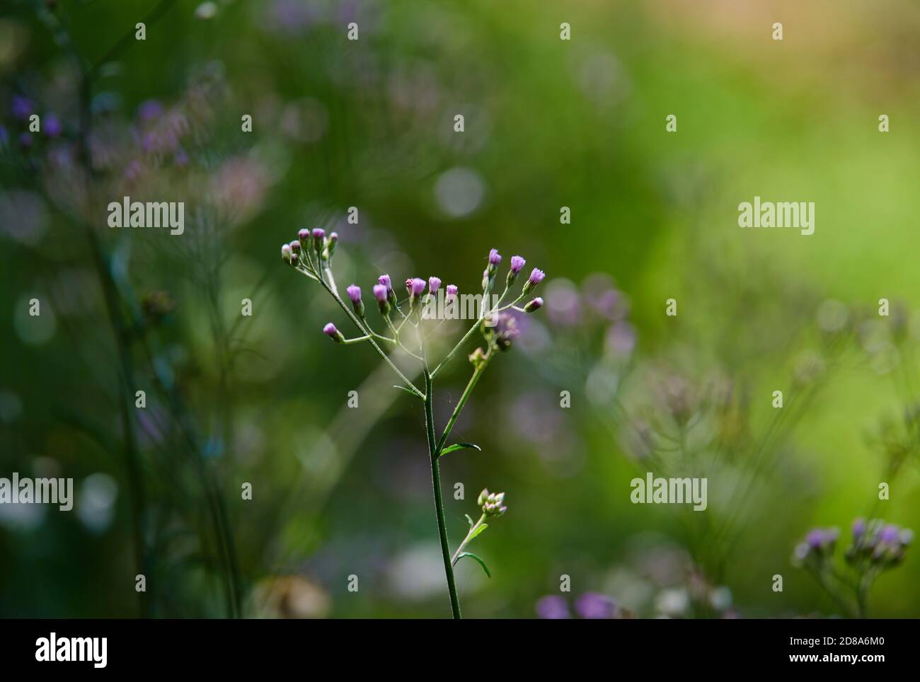 Close-up view of the tiny purple flower in the field Stock Photo - Alamy