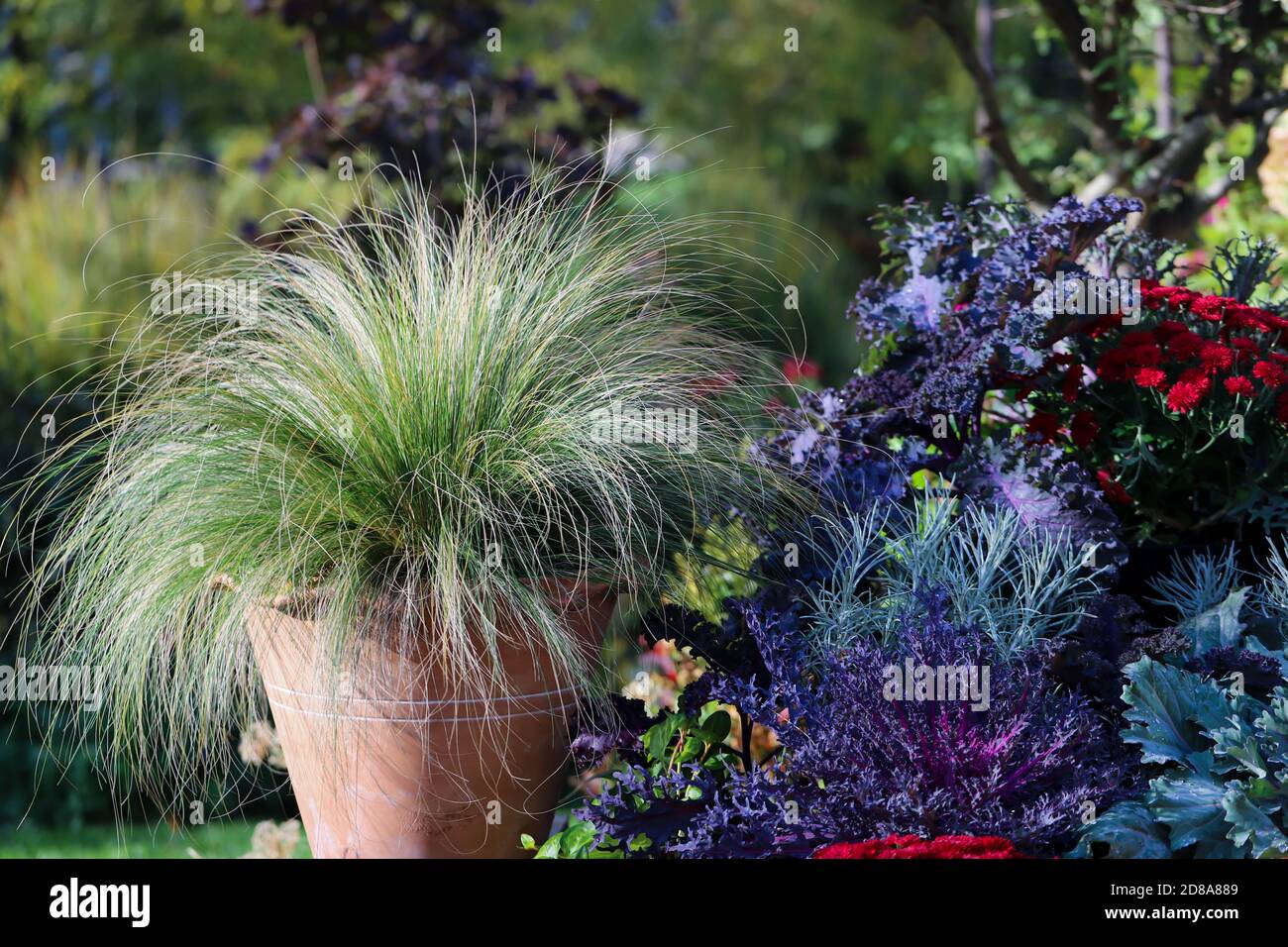Ornamental Grasses- Mexican Feather Grass, Nassella tenuissima, highlighted by the evening sun surrounded by ornamental kale and mums Stock Photo