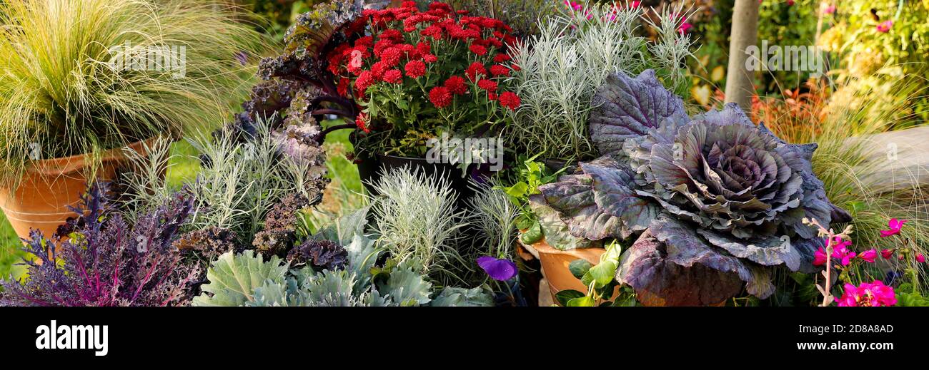 Beautiful display of ornamental kale, mums, pumpkins, Mexican feather grass, Nassella (formerly Stipa) tenuissima, and hakone grass Stock Photo