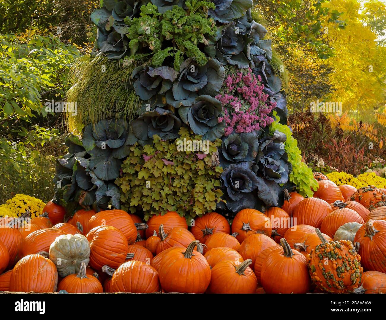 Pumpkins And Mums High Resolution Stock Photography and Images - Alamy